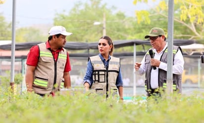 Acapulco florece, anuncian reforestación de más de 25 millones plantas en las zonas afectadas por Otis