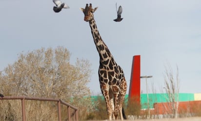 FOTOS: Jirafa Benito va en camino a su nuevo hogar en el Africam Safari en Puebla