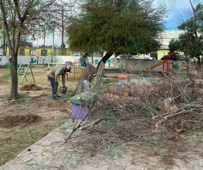 Forestación atiende los reportes de árboles dañados por el frío