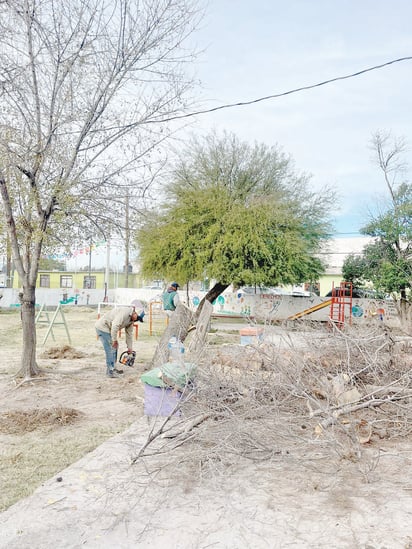 Forestación atiende los reportes de árboles dañados por el frío