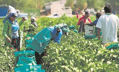 Suman 6 niños de jornaleros internados por neumonía en Guasave, Sinaloa