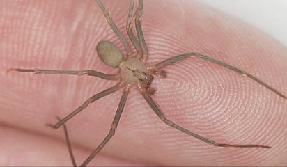 El Centro de Detención Tom Bowls registra casos de mordeduras de araña