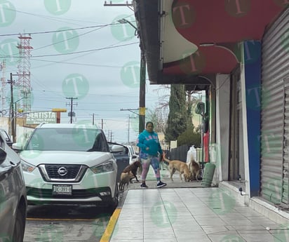 Perritos callejeros andan en parvada en la Zona Centro 