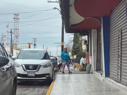 Perritos callejeros andan en parvada en la Zona Centro