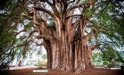 ¿Qué propiedades medicinales tiene el ahuehuete, árbol como el que reverdeció en Reforma?