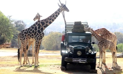 Así fue el encuentro de la jirafa 'Benito' con la manada en Africam Safari: VIDEO