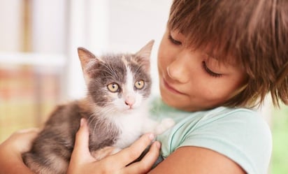 Presta atención a estas señales para mejorar la calidad de vida de tu gato