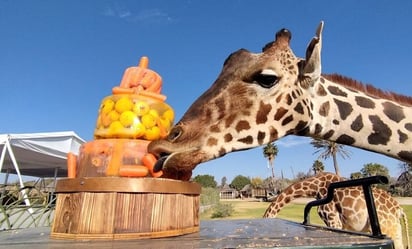 Jirafa Benito se alimenta de pastel y helado de manzana con zanahoria en Africam Safari