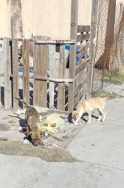 A pesar del frío no se descarta el problema de las garrapatas