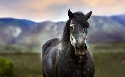 Enfermedad de caballos llega a los humanos: Uruguay reporta primer caso de encefalitis equina