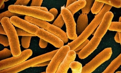 Como mordida de tiburón: la bacteria carnívora que atacó a un biólogo y existe en México