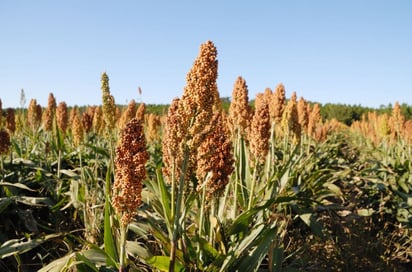 Siembra de sorgo y avena: La apuesta de 200 productores del campo