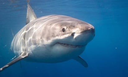 Alertan por avistamiento de tiburón blanco en costas de Sonora