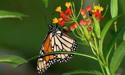 Mariposa Monarca