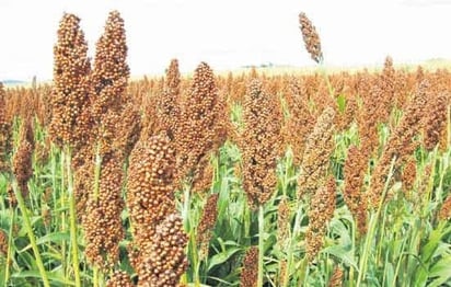 Siembra de sorgo y avena la apuesta de 200 productores del campo : Productores, siembra, sorgo 