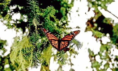 Semarnat explica reformas de AMLO sobre el sector ambiental y protección animal