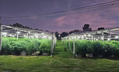 Descubren en Argentina un vivero narco del tamaño de ocho canchas de fútbol