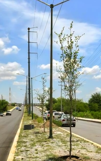 Encinos sustituyen a Palmeras por resistencia al frío y calor extremo