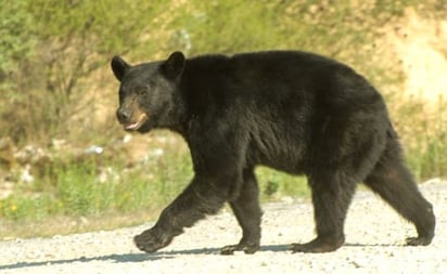 El oso negro está vedado para la cacería y los felinos requerirán un permiso 