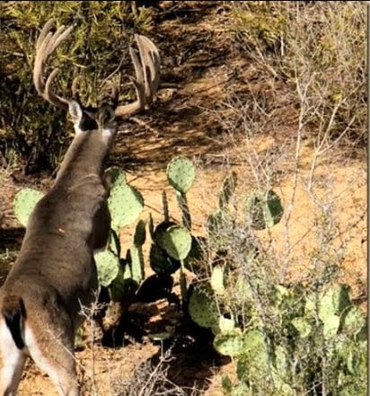 Turistas cinegéticos registran buenas cornamentas en 'Gigantes de Coahuila'