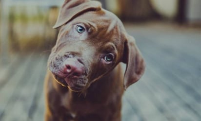 Esta es la razón por la que los perros giran la cabeza cuando hablamos