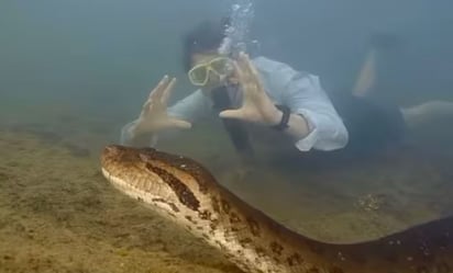 Anaconda más grande del mundo es captada en la selva amazónica