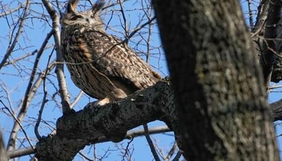 Famoso búho Flaco muere un año después de escapar del zoológico en Nueva York