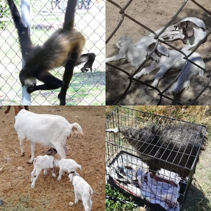 Población de animales en Zoológico Municipal incrementa este 2024 