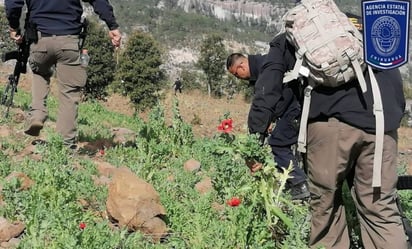 Destruyen 70 mil plantas de amapola en Guadalupe y Calvo, Chihuahua