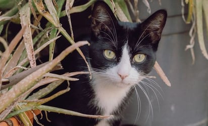 Descubre el método para saber si tu gato te quiere, según experta