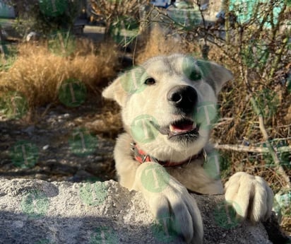 Monclova se prepara para el calor con salud para los animales 