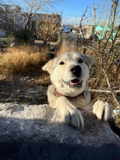 Monclova se prepara para el calor con salud para los animales 