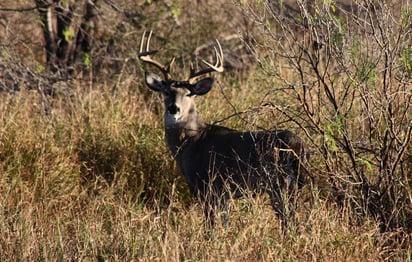 Población de Venado Cola Blanca visibles a minutos de Piedras Negras