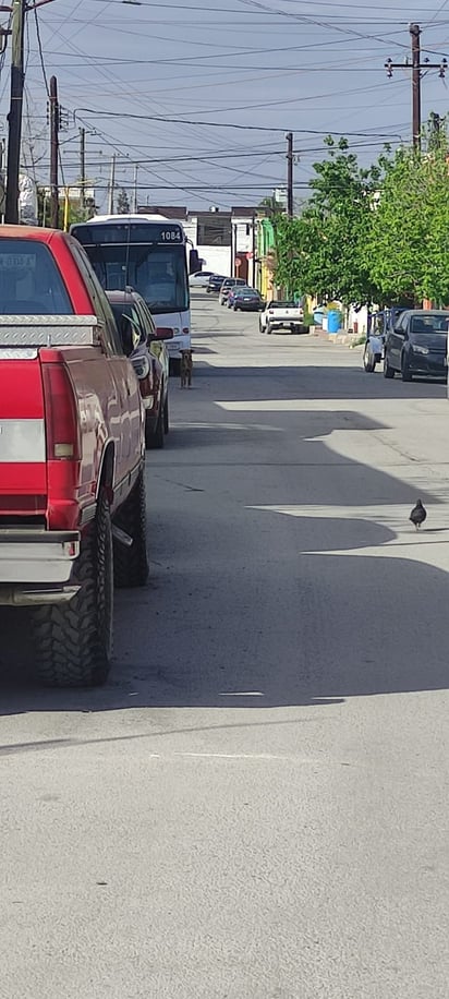 Un par de perros 'bravos' atemorizan a vecinos del fraccionamiento Elizondo