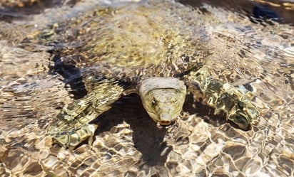 Mueren 9 personas, incluyendo ocho niños, tras comer carne de tortuga en Zanzíbar