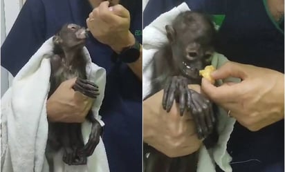 Profepa muestra evolución de cría de mono araña rescatada en estado crítico en Veracruz