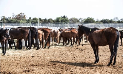 Otro acto de crueldad animal: toro mata a un caballo en torneo de lazo en Yucatán