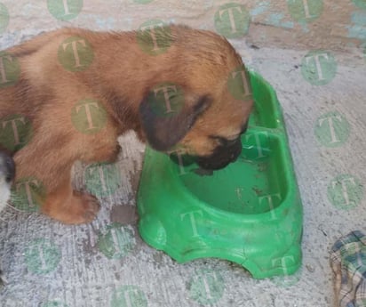 Perrito atrapado en alcantarillas fue rescatado por Bomberos de Castaños 