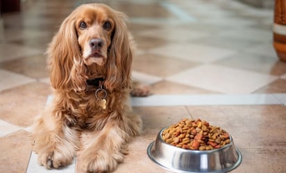 Conoce lo que debes hacer cuando tu perrita este con la regla, según experta