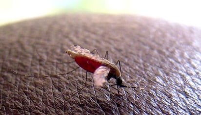 Detectan primer caso de malaria en migrante venezolana en Coahuila