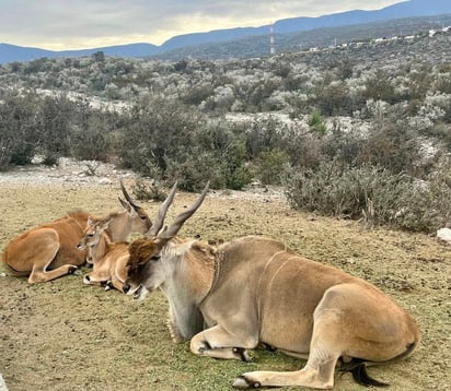 Animales del Ecoparque tuvieron conductas extrañas por el eclipse