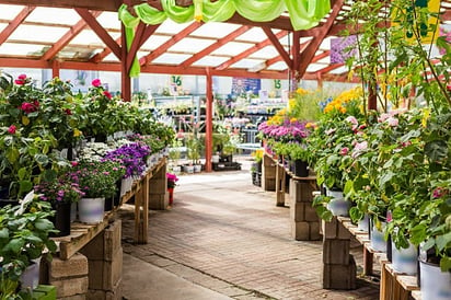 Consigue árboles o plantas gratis en el Vivero Municipal de Torreón