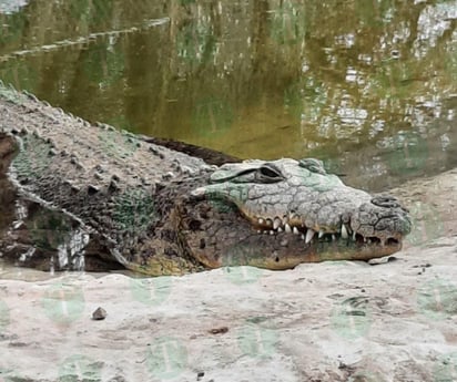 Mueren los dos cocodrilos del Ecoparque