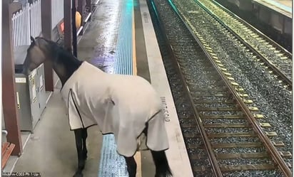 Caballo irrumpe en estación de tren en Australia