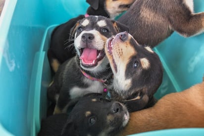 Campaña de esterilización y vacunación se realizarán en la ciudad