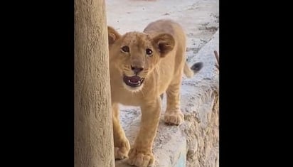 Aseguran cachorro de león en un domicilio de Guadalajara