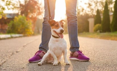 Así puedes hacer que tu perro ignore a otro lomito, según especialista en conducta