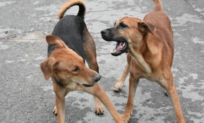 Qué debo hacer si un perro quiere atacar al mío, según una experta