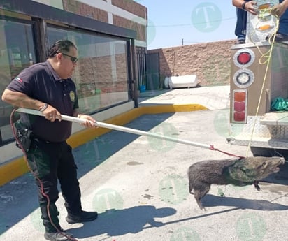 Capturan Jabalí en cocina de restaurante; lo llevan a despoblado