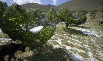 El alcalde busca soluciones después de las granizadas devastadoras en la sierra de Arteaga